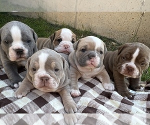 Olde English Bulldogge Litter for sale in BLUFFDALE, UT, USA