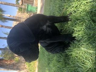 Cane Corso Litter for sale in NORCO, CA, USA