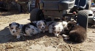 Australian Shepherd Litter for sale in GARDNER, KS, USA