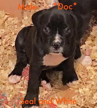 Medium Photo #1 Boxer Puppy For Sale in BESSEMER, AL, USA