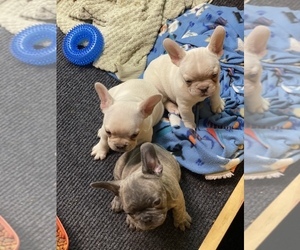 French Bulldog Litter for sale in SADIEVILLE, KY, USA