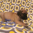 Small Photo #1 Great Dane Puppy For Sale in PORT SAINT LUCIE, FL, USA