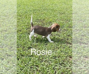 Beagle Litter for sale in WOODBRIDGE, VA, USA