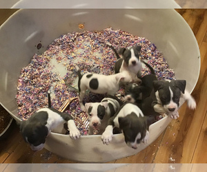 American Pit Bull Terrier Litter for sale in MARIANNA, FL, USA