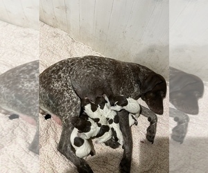 German Shorthaired Pointer Litter for sale in NECEDAH, WI, USA