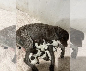 Medium German Shorthaired Pointer