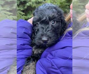 Goldendoodle (Miniature) Litter for sale in STAFFORD SPRINGS, CT, USA