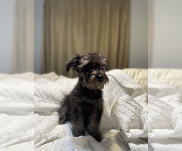 Medium Photo #1 Schnoodle (Miniature) Puppy For Sale in BAKERSFIELD, CA, USA