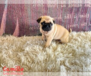 Pug Litter for sale in NAPPANEE, IN, USA