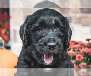 Labradoodle-Poodle (Standard) Mix Litter for sale in WESTMINSTER, MD, USA