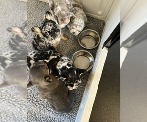 French Bulldog Litter for sale in PHOENIX, AZ, USA