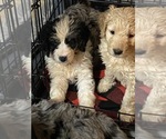 Small Photo #1 Bernedoodle Puppy For Sale in CARNESVILLE, GA, USA