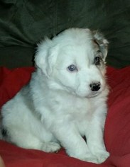 Border Collie Litter for sale in CHINO VALLEY, AZ, USA