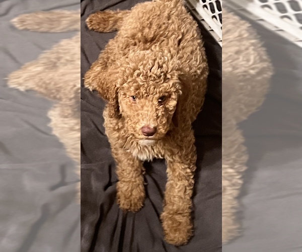 Medium Photo #1 Goldendoodle Puppy For Sale in ROLAND, OK, USA