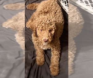 Goldendoodle Litter for sale in ROLAND, OK, USA