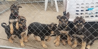 German Shepherd Dog Litter for sale in SAINT CHARLES, IL, USA