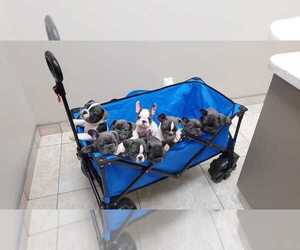 French Bulldog Litter for sale in INVERNESS, FL, USA
