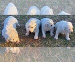 Small Photo #1 Great Pyrenees Puppy For Sale in AGRA, OK, USA