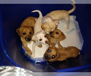 Chiweenie Litter for sale in VANCOUVER, WA, USA