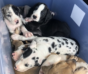 Great Dane Litter for sale in CONNELLSVILLE, PA, USA