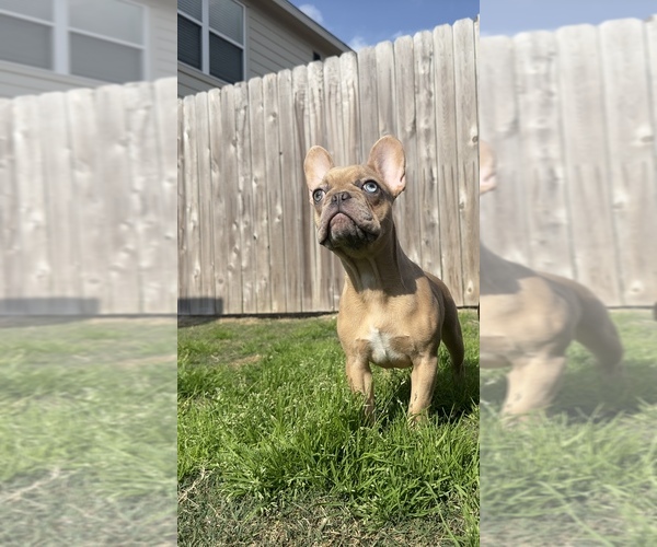 Full screen Photo #1 French Bulldog Puppy For Sale in BRYAN, TX, USA