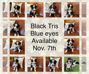 Australian Shepherd Litter for sale in EXETER, MO, USA