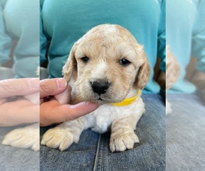 Goldendoodle (Miniature) Litter for sale in ALBION, NJ, USA