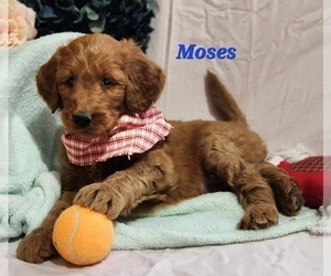 Goldendoodle Litter for sale in FENWICK, MI, USA