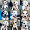 Small Photo #1 Dalmatian Puppy For Sale in ASHEBORO, NC, USA