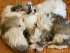 Small Photo #1 Coton de Tulear Puppy For Sale in LISLE, IL, USA