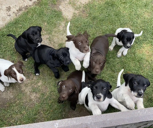German Shorthaired Lab Litter for sale in LIMON, CO, USA