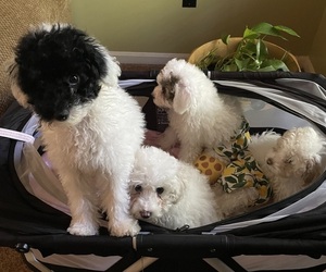 Poodle (Miniature) Litter for sale in HUNTINGTOWN, MD, USA