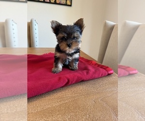 Yorkshire Terrier Litter for sale in ENCINITAS, CA, USA