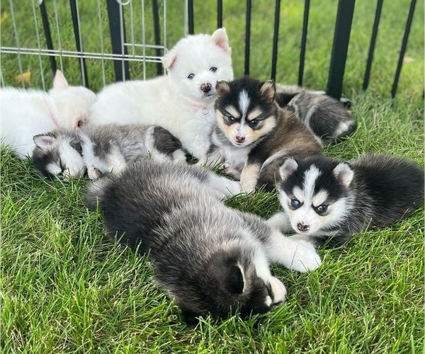 Medium Photo #1 Pomsky Puppy For Sale in WOODSTOCK, IL, USA