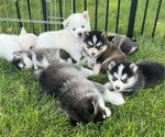 Small Photo #1 Pomsky Puppy For Sale in WOODSTOCK, IL, USA