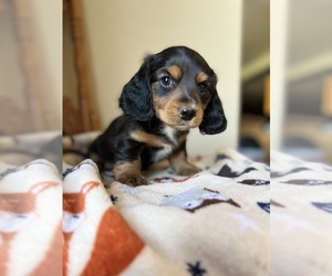 Dachshund Litter for sale in PENDLETON, OR, USA