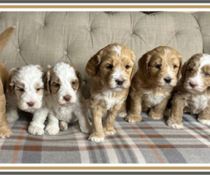 Australian Labradoodle Litter for sale in ARCHBOLD, OH, USA