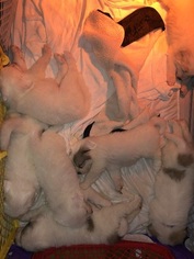 Great Pyrenees Litter for sale in WICHITA, KS, USA
