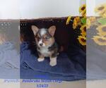 Small Photo #1 Pembroke Welsh Corgi Puppy For Sale in SHIPSHEWANA, IN, USA