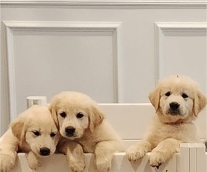 Golden Pyrenees Litter for sale in SMITHS GROVE, KY, USA