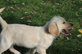 Labradoodle Litter for sale in WARSAW, IN, USA