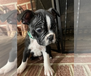 Boston Terrier Litter for sale in STAFFORD, VA, USA