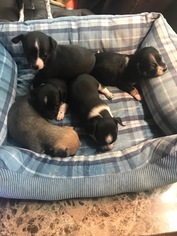 Chihuahua Litter for sale in BAY SHORE, NY, USA