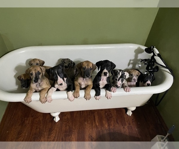 Medium Photo #1 Great Dane Puppy For Sale in LEBANON, OR, USA