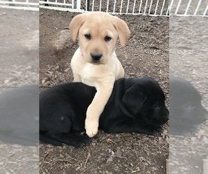 Labrador Retriever Litter for sale in GRANITE FALLS, NC, USA