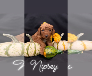 Poodle (Miniature) Litter for sale in PASSAIC, NJ, USA