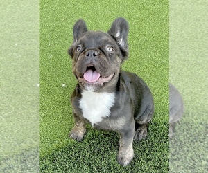 French Bulldog Litter for sale in LAS VEGAS, NV, USA