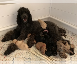 Poodle (Standard) Litter for sale in STONY POINT, NC, USA