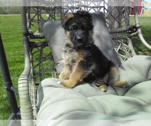 German Shepherd Dog Litter for sale in MILFORD, IN, USA