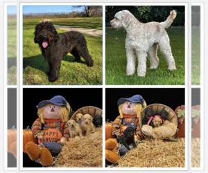 Goldendoodle Litter for sale in WHITEHOUSE, TX, USA